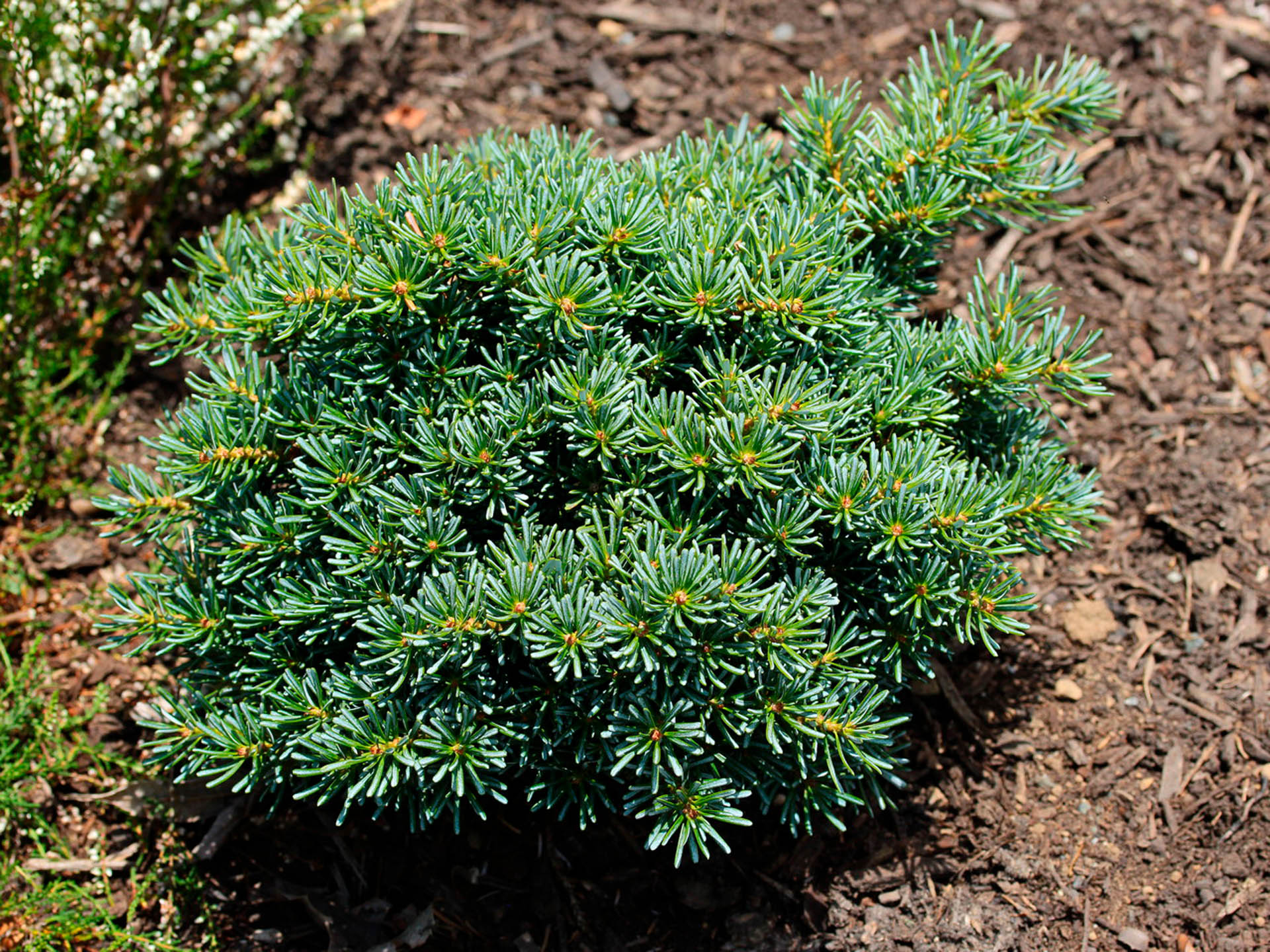 Abies koreana 